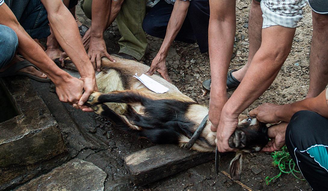Se terminó: prohíben el sacrificio de animales para rituales religiosos-0