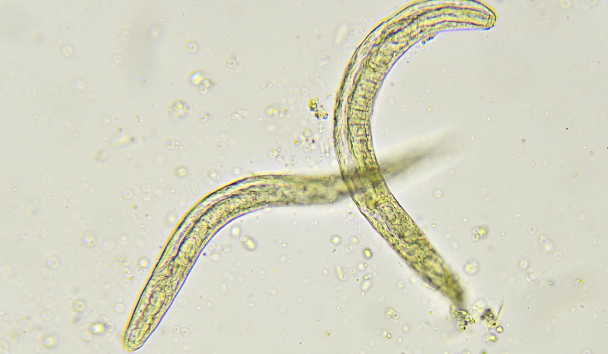 Imagen electrónica de barrido de nematodo Panagrolaimus kolymaensis.