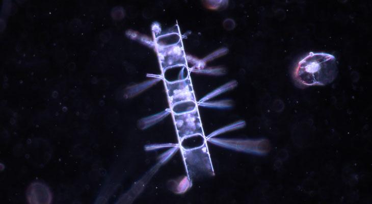 Hallan microbios de aguas profundas que "devoran" gases de efecto invernadero-0