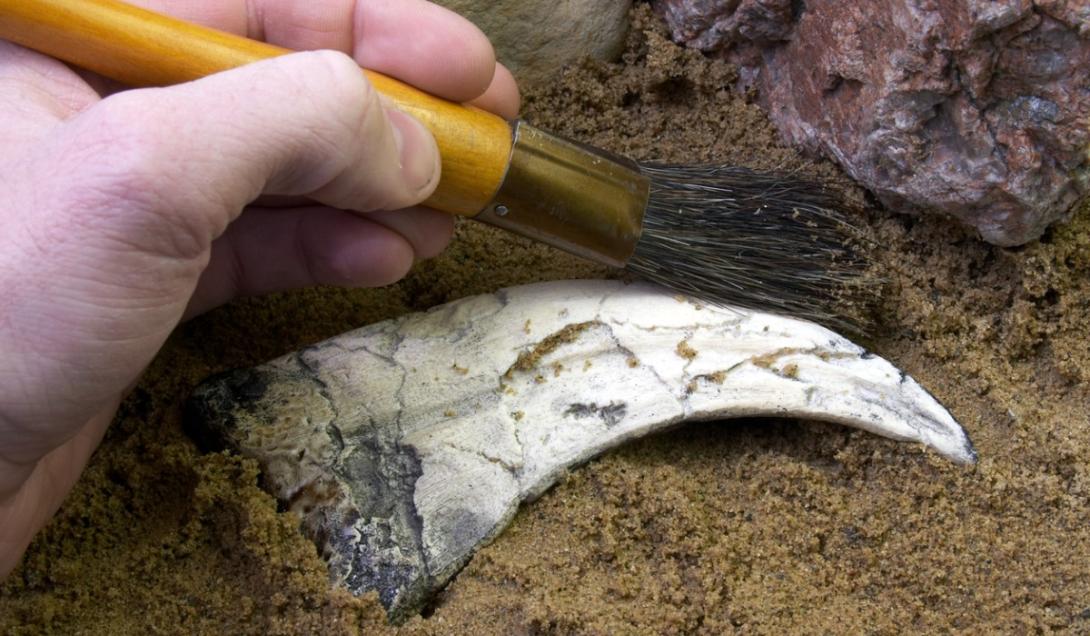 Descubren huellas de un ave prehistórica gigantesca en Argentina (IMÁGENES)-0